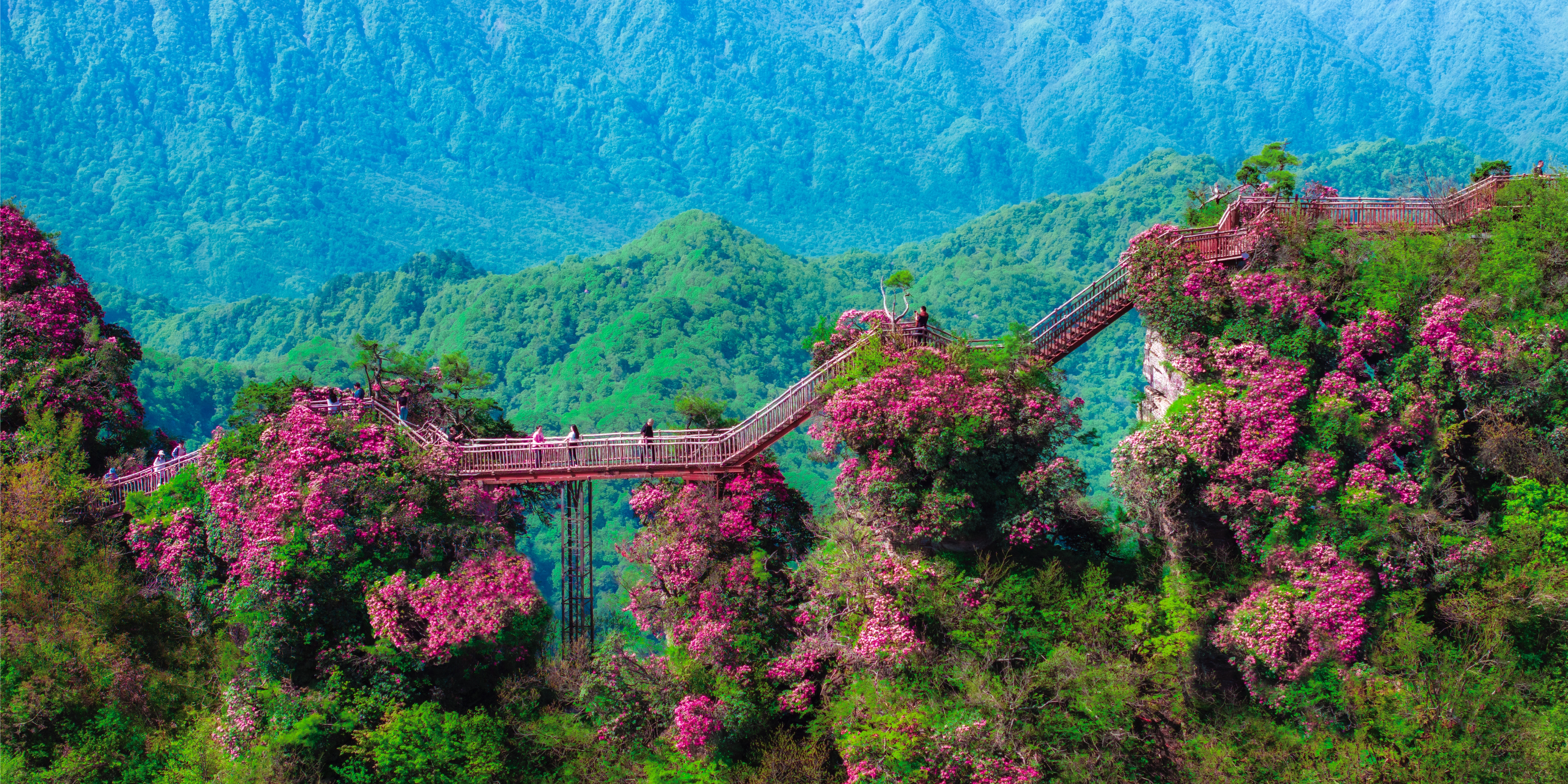 云岭杜鹃·灿烂千年 第十三届四川光雾山国际杜鹃花节盛大启动！